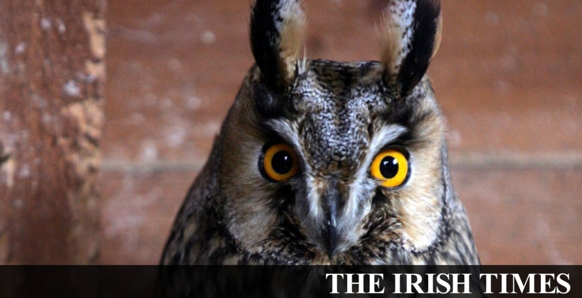 Michael Harding: ‘Overwhelmed, I took my old anti-stress tablets from the drawer’