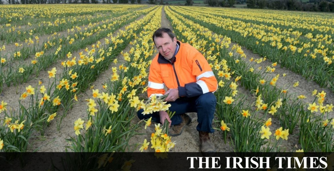 Coronavirus: Daffodil grower’s business blooms from online orders