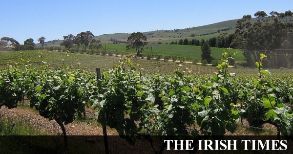 The Wine Geese: Irish exiles who started new lives in French vineyards