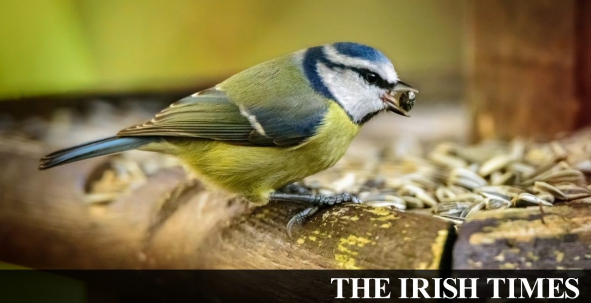 Backyard biodiversity: The garden guide to nature