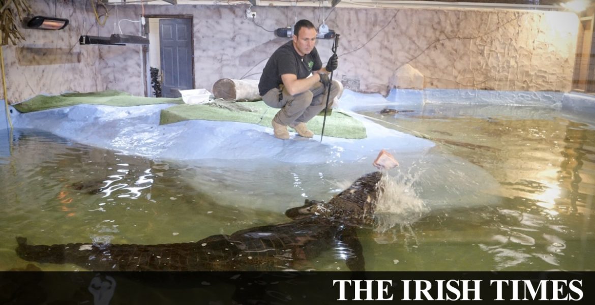 National Reptile Zoo appeals for help as Covid-19 wipes income